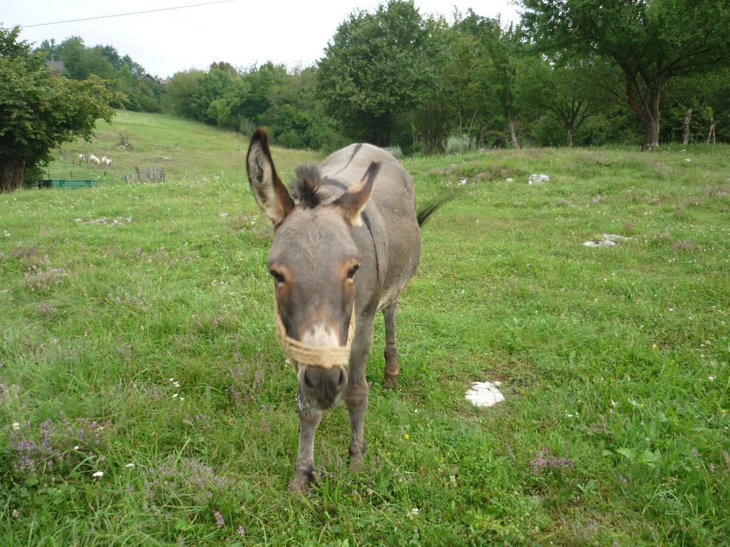 Guesthouse Anka Plitvica selo Zewnętrze zdjęcie